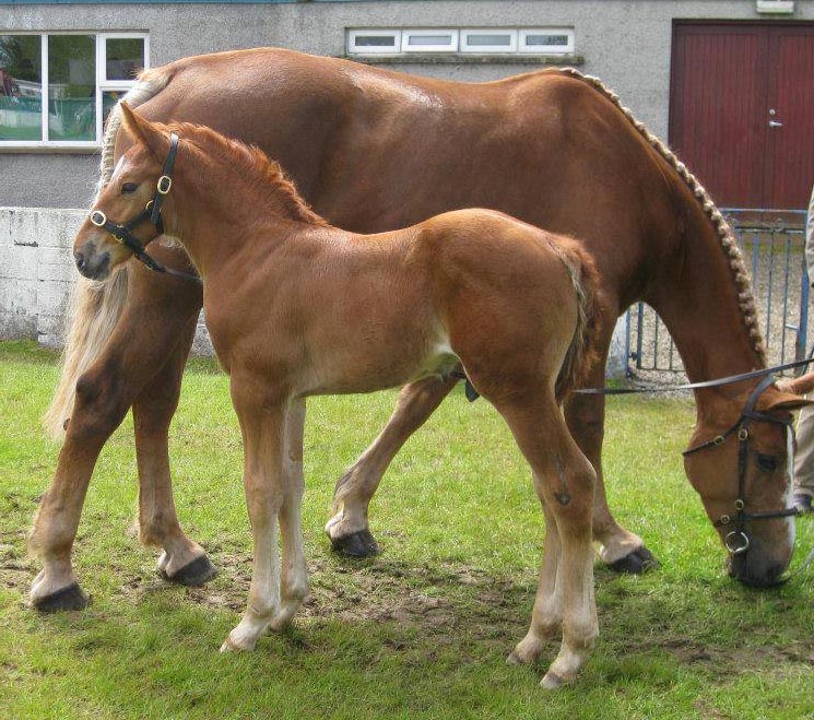 Champion Irish Draught Colt Foal 